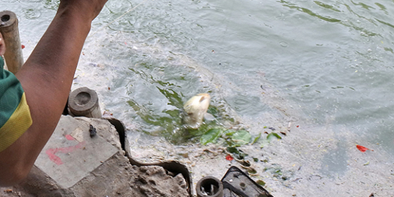 Umpan Air Tawar : Racikan Umpan Ikan Mas Harian Sederhana