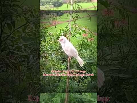 Pikat burung kutilang #burung #kicauburunglovebird #kicaumania #burunglovebirds #kicaumanianusantara