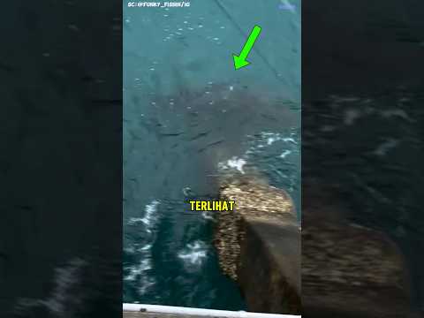 pria ini di hampiri ikan raksasa ketika memancing!!
