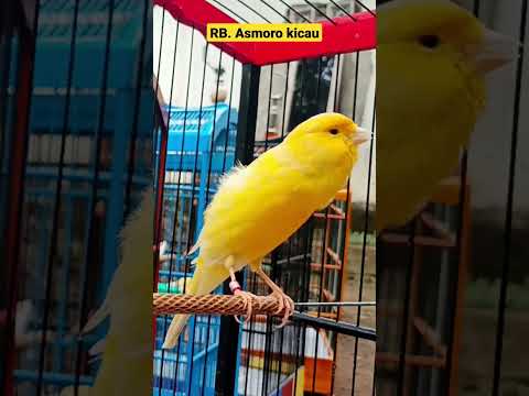 kicau burung kenari gacor || kenari mania || yellow canary singing || canario belga | canary singing