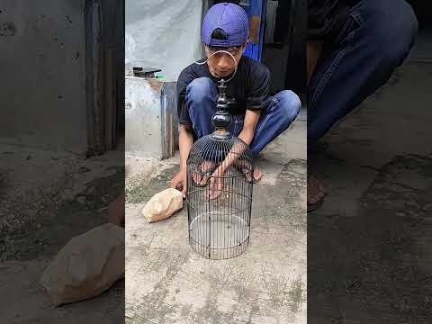 Kepincut burung masteran cantik  🐦🐦🐦#kicaumania #mikat #kicaumanianusantara #mikatburung #burung