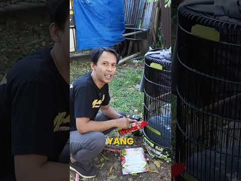 Kicau mania ini gak sabar buat nunggu voer ijo dari Umi Kasum!!