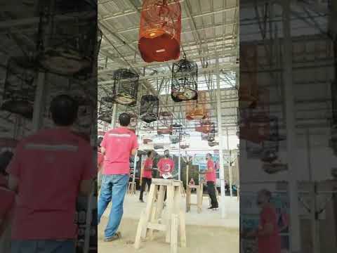 lomba burung kicau MURAI BATU full gantangan❗