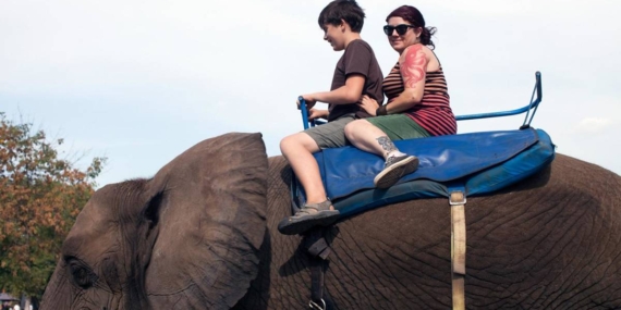 Penghapusan Atraksi Gajah Tunggang yang Perlu Diapresiasi dan Dikawal