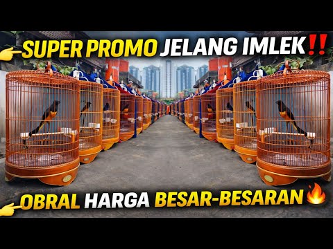 SUPER BIG PROMO JELANG IMLEK ‼️ HAMPIR RATUSAN EKOR MURAI BATU DI OBRAL MURAH BESAR-BESARAN !