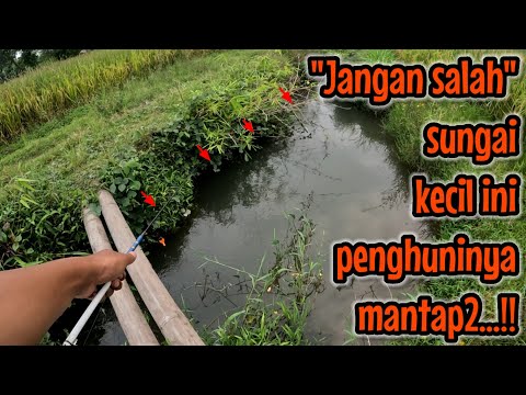 ISENG NYISIR SUNGAI INI EH TERNYATA BANYAK PENGHUNINYA ‼️ mancing ikan red devil NAHOL MANIA