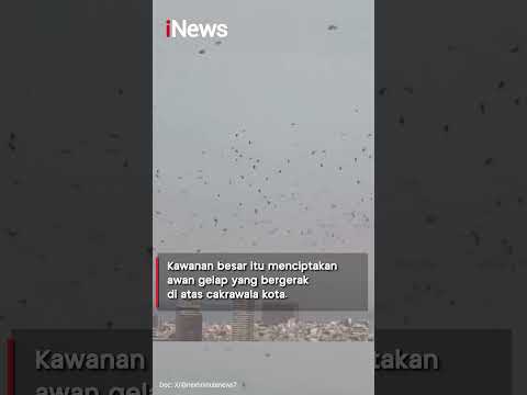 Heboh! Penampakan Ribuan Burung Gagak, Gelapkan Langit Tel Aviv #shorts