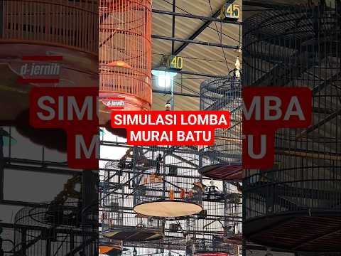Simulasi lomba murai batu pastol #muraimuda #muraigacor #simulasilombamuraibatu #simulasimuraibatu
