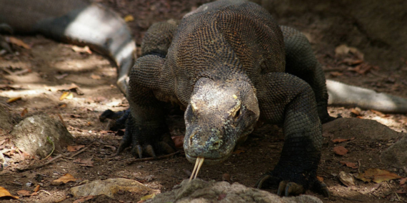 Indonesia Akan Tempatkan Komodo di Jepang untuk Pengembangbiakan