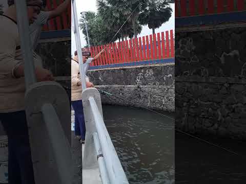 JAJAL SPOT MANCING DEPAN GUDANG GARAM KEDIRI YG BANYAK IKAN2 BESAR BESTIE ‼️