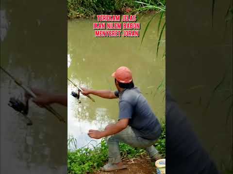 Terekam jelas ikan nilem babon menyeret joran #shorts #mancing #fishing #mancingnilem