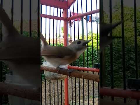 VIRAL ! BURUNG KECIL INI MIRIP MURAI BATU SUARANYA !