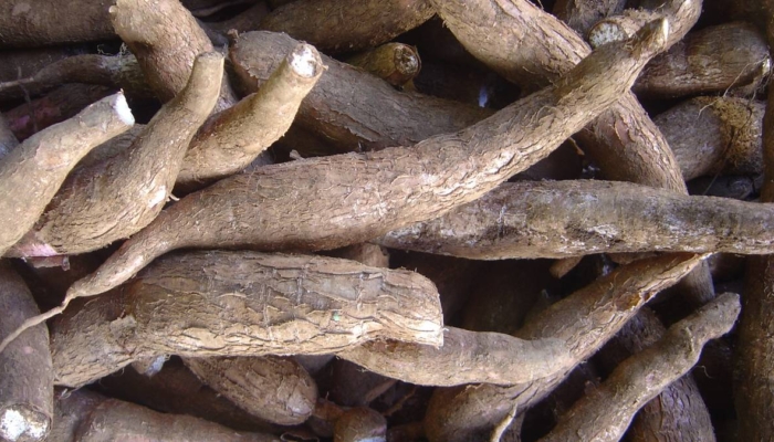 peneliti-brin-ungkap-ubi-kayu-berpotensi-jadi-sumber-pangan-alternatif-masa-depan