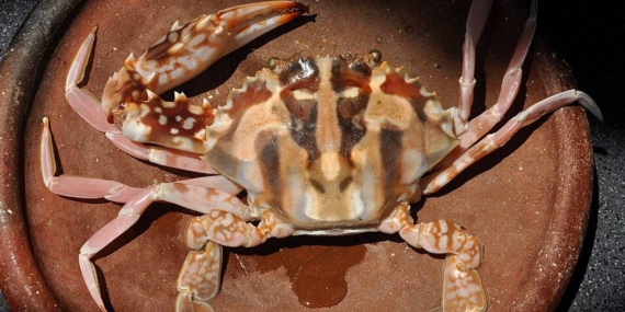 Charybdis feriata dan Legenda Kepiting Salib dari Maluku