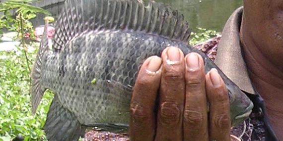 Umpan Air Tawar : Beragam Umpan Untuk Mancing Ikan Nila