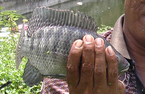 umpan-air-tawar-:-beragam-umpan-untuk-mancing-ikan-nila