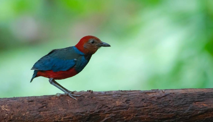 kekayaan-burung-indonesia-2026:-538-spesies-endemis,-tersebar-dari-sulawesi-hingga-kalimantan