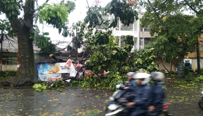 hujan-deras-&-angin-kencang-landa-bandung,-puluhan-pohon-tumbang