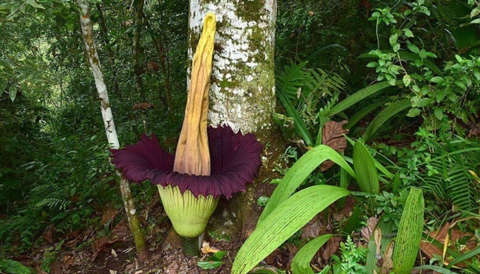 bunga-bangkai-raksasa-amorphophallus-titanum-mekar-sempurna-di-agam,-sumatra-barat