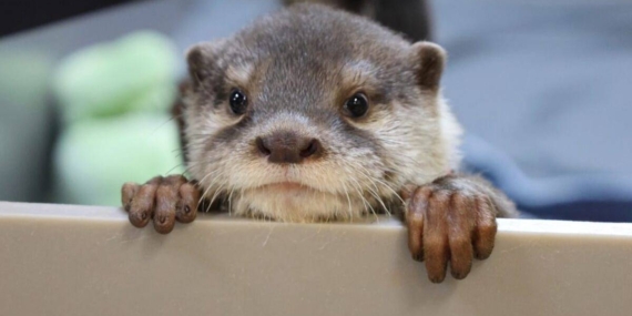 Hewan Imut Berang-Berang Ternyata Bisa Tangkal Perubahan Iklim, Kok Bisa?