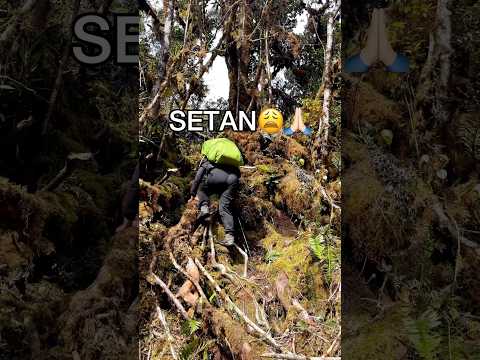 HORROR BANGET! LEBIH SEREM DARI SETAN 😱 HARIMAU LEUSER 😱 #leuser #gunung #pendaki