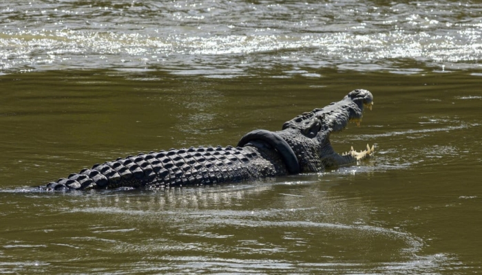 buaya,-penyintas-kepunahan-massal-&-potret-lelaki-hidung-belang