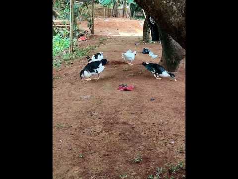 LOMBA MANCING IKAN MAS – carp fishing competition #SHORTS