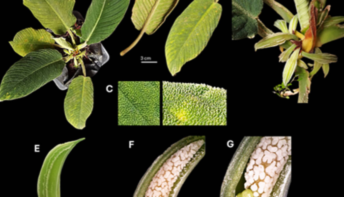 saat-media-sosial-picu-penemuan-spesies-baru:-peneliti-ungkap-tiga-homalomena-baru-dari-sumatra