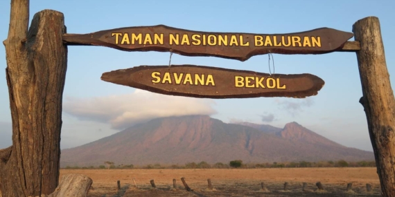 Savana Baluran: Pesona “Africa van Java” di Ujung Timur Pulau Jawa