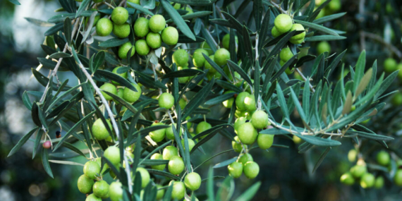 5 Manfaat Menggunakan Minyak Zaitun untuk Masakan 