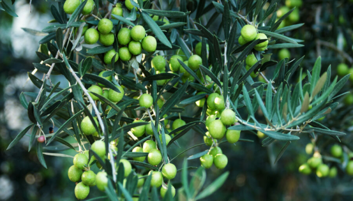 5-manfaat-menggunakan-minyak-zaitun-untuk-masakan 