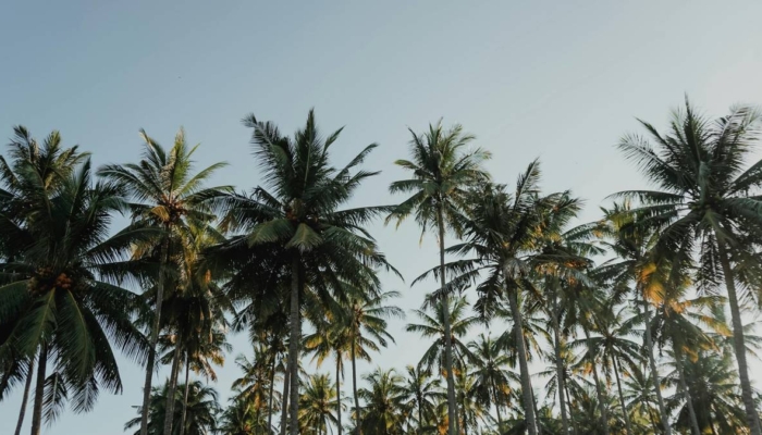 di-bali,-bangunan-tidak-boleh-lebih-tinggi-dari-pohon-kelapa