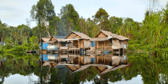 Danau Zamrud Siak, Menelusuri Labirin Air dan Habitat Arwana di Lahan Gambut