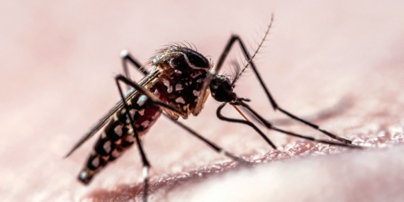 Data Jalur Penerbangan Menunjukkan Bagaimana Nyamuk Menargetkan Manusia