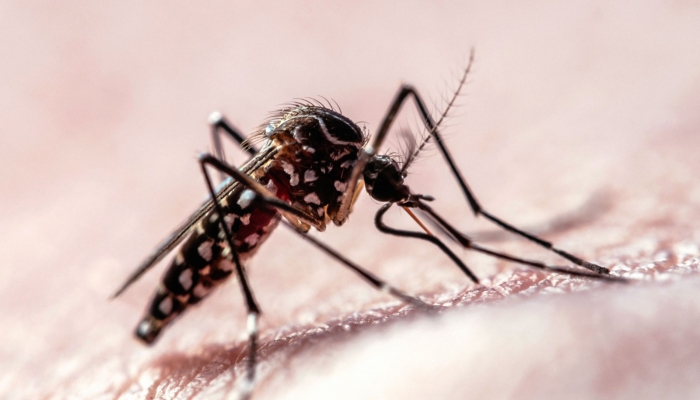 data-jalur-penerbangan-menunjukkan-bagaimana-nyamuk-menargetkan-manusia
