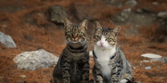 5 Alasan Kenapa Kucing Suka Memijat-mijat Tubuh Manusia