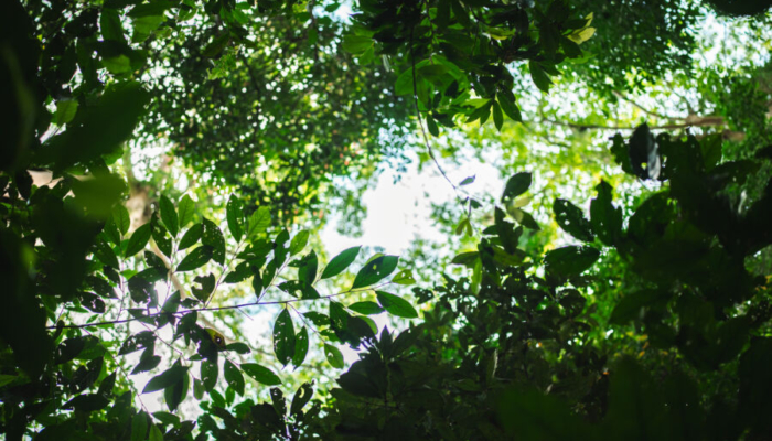 8-manfaat-mengetahui-pengetahuan-alam-bagi-rasa-syukur-dan-kekaguman-pada-ciptaan