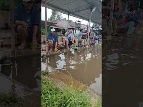 galatama bawal.. slup pelampung hilang..!! #mancingmania #pemancing  #galatamabawal #galatama