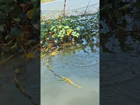 Kita mancing lagi  #fishing #mamcingliar #mancingmania #nature #asmr #angler #nature #riverfishing