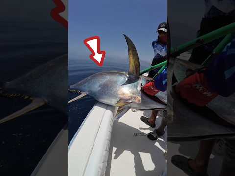 pemancing ini berhasil mendapatkan ikan tuna 100 kg😱 #shorts #viralvideo #fishing #mancing #tuna