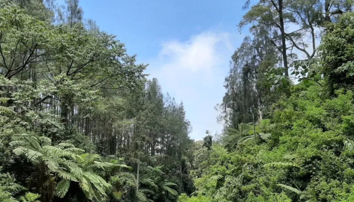 peneliti-unej-ungkap-tanaman-purba-di-kawasan-geopark-ijen,-usianya-65-juta-tahun!