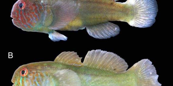 Spesies Baru Ikan Gobi Ditemukan di Perairan Maluku, Seperti Apa Bentuknya?