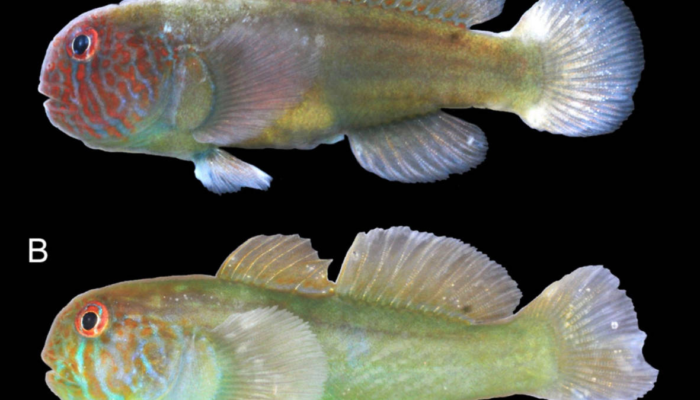 spesies-baru-ikan-gobi-ditemukan-di-perairan-maluku,-seperti-apa-bentuknya?