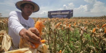 inpres-prabowo-serap-1-juta-ton-jagung-dinilai-picu-harga-naik