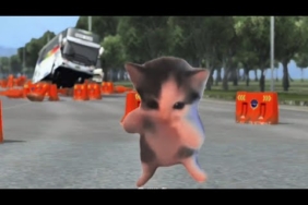 Kucing Kicau Mania udah sampai di BUSSID😱|| Meme BUSSID