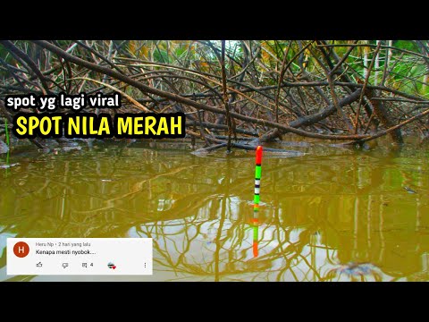 BENARKAH SPOT INI BANYAK NILA MERAHNYA??? || MANCING NILA LIAR