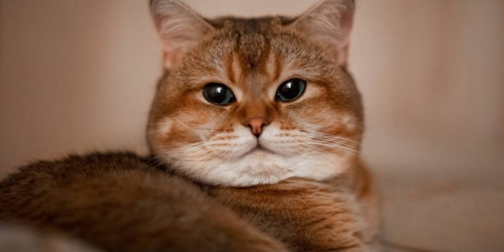 Kisah Kucing Gemuk dan Kucing Kurus, Cerita Rakyat dari Yogyakarta