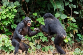 seperti-manusia,-simpanse-juga-melakukan-perang-saudara