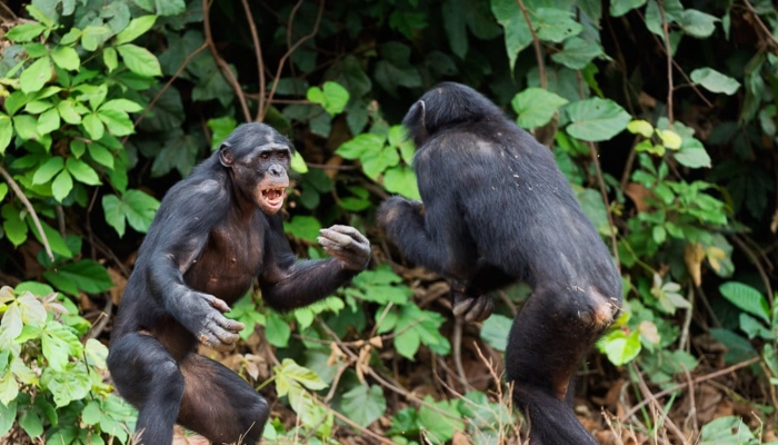 seperti-manusia,-simpanse-juga-melakukan-perang-saudara