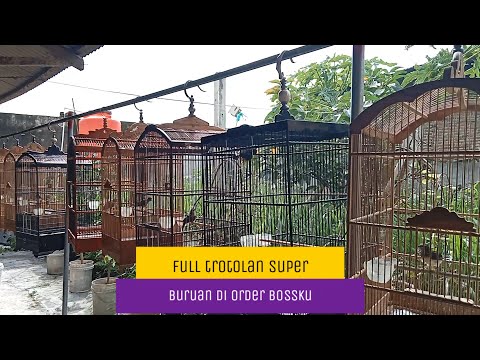 TROTOLAN MURAI MURAH MERIAH BOSSKU DARI INDUKAN SUPER | Buruan di Order Trotolannya Keburu Habis!!!